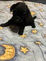 Chevy, a male Poodle - Toy  for sale in Reidsville, NC – 4 of 4