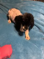 Ava, a male Poodle - Miniature  for sale in Reidsville, NC – 2 of 4