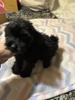 Julia, a  Poodle - Toy  for sale in Pelham, NC – 4 of 4