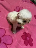 Chrissy, a female Poodle - Toy  for sale in Pelham, NC – 2 of 4