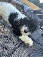 Ava, a male Poodle - Miniature  for sale in Pelham, NC – 5 of 5
