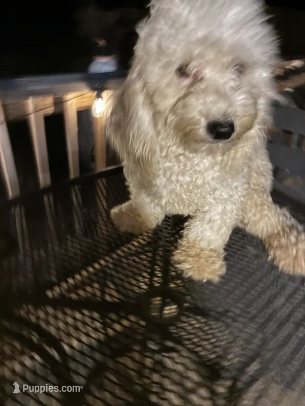 Max – Poodle - Miniature  puppy for sale in Pelham, NC