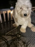 Max, a male Poodle - Miniature  for sale in Pelham, NC – 1 of 5