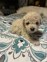 Cotton, a  Poodle - Toy  for sale in Pelham, NC – 4 of 4