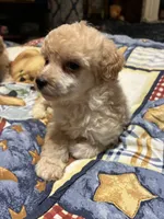 gary, a male Poodle - Toy  for sale in Reidsville, NC – 4 of 4