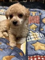 gary, a male Poodle - Toy  for sale in Reidsville, NC – 2 of 4