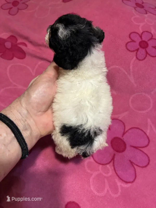 Missy – Poodle - Toy  puppy for sale in Pelham, NC