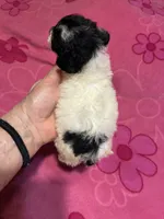 Missy, a female Poodle - Toy  for sale in Pelham, NC – 1 of 4