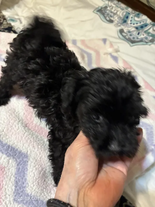 Julia – Poodle - Toy  puppy for sale in Pelham, NC