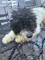 Ava, a male Poodle - Miniature  for sale in Pelham, NC – 3 of 5