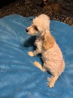 Max, a male Poodle - Miniature  for sale in Reidsville, NC – 3 of 3