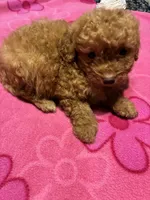 Read Rider, a male Poodle - Toy  for sale in Pelham, NC – 3 of 3