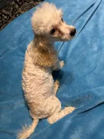 Max, a male Poodle - Miniature  for sale in Reidsville, NC – 2 of 3