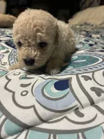 Cotton, a  Poodle - Toy  for sale in Pelham, NC – 3 of 4