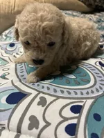 Cotton, a  Poodle - Toy  for sale in Pelham, NC – 2 of 4