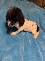 Ava, a male Poodle - Miniature  for sale in Reidsville, NC – 3 of 4