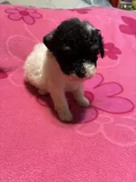 Missy, a female Poodle - Toy  for sale in Pelham, NC – 4 of 4