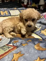 fifi, a female Poodle - Toy  for sale in Reidsville, NC – 3 of 3