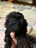 Julia, a  Poodle - Toy  for sale in Pelham, NC – 2 of 4
