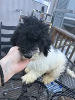 Ava, a male Poodle - Miniature  for sale in Pelham, NC – 2 of 5