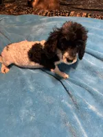 Ava, a male Poodle - Miniature  for sale in Reidsville, NC – 4 of 4