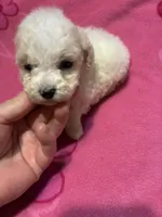 Christopher, a male Poodle - Toy  for sale in Pelham, NC – 2 of 2