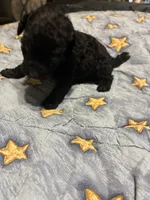 Chevy, a male Poodle - Toy  for sale in Reidsville, NC – 3 of 4