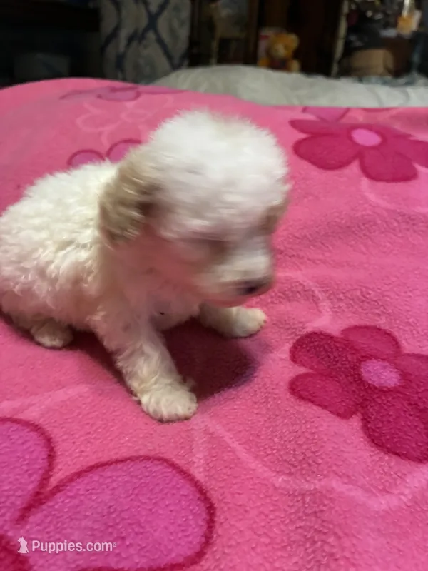 Chrissy – Poodle - Toy  puppy for sale in Pelham, NC