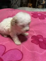 Chrissy, a female Poodle - Toy  for sale in Pelham, NC – 1 of 4
