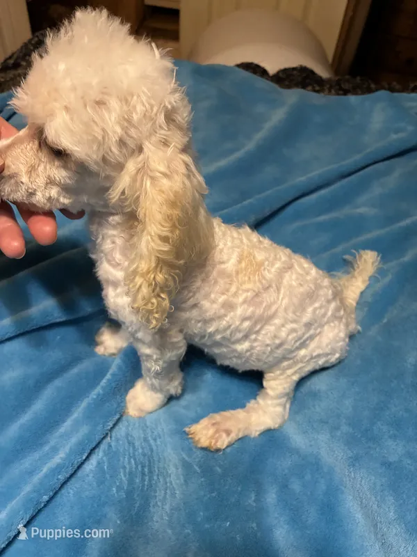 Max – Poodle - Miniature  puppy for sale in Reidsville, NC
