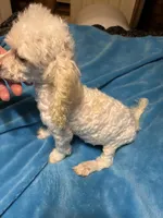Max, a male Poodle - Miniature  for sale in Reidsville, NC – 1 of 3
