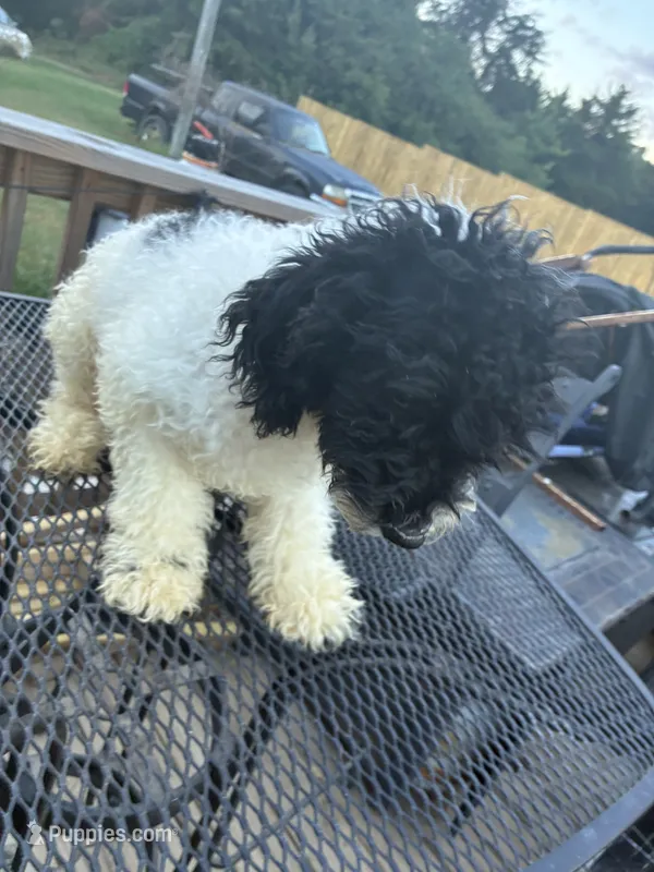 Ava – Poodle - Miniature  puppy for sale in Pelham, NC