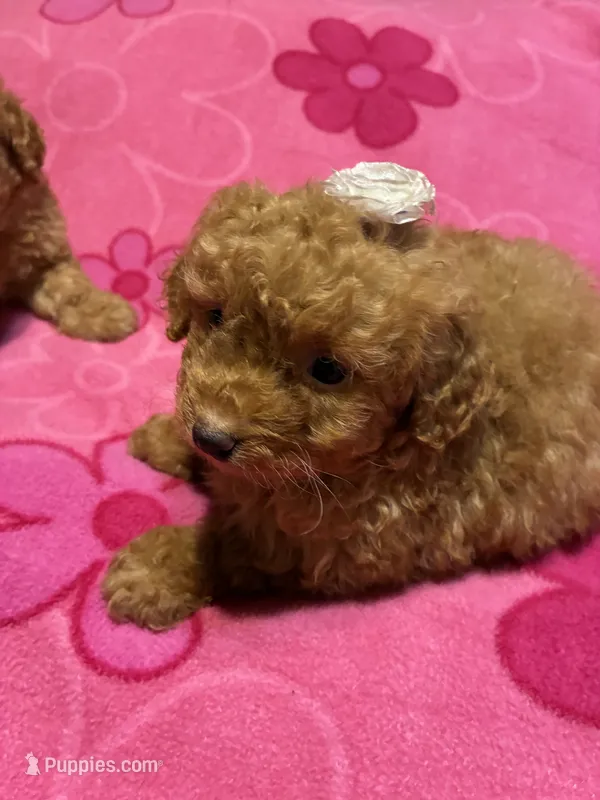Rose – Poodle - Toy  puppy for sale in Pelham, NC