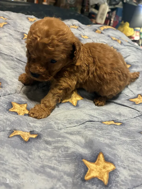 Little bit – Poodle - Toy  puppy for sale in Pelham, NC