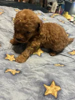 Little bit, a male Poodle - Toy  for sale in Pelham, NC – 1 of 2