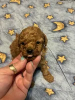 Little bit, a male Poodle - Toy  for sale in Pelham, NC – 2 of 2