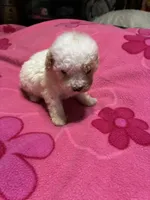 Chrissy, a female Poodle - Toy  for sale in Pelham, NC – 4 of 4