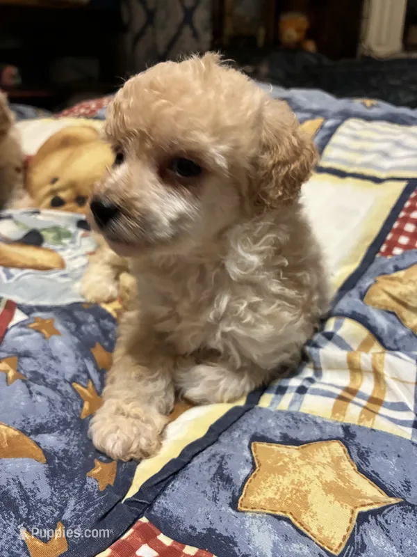 gary – Poodle - Toy  puppy for sale in Reidsville, NC
