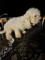 Max, a male Poodle - Miniature  for sale in Pelham, NC – 2 of 5