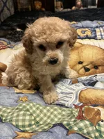 fifi, a female Poodle - Toy  for sale in Reidsville, NC – 1 of 3