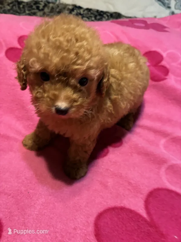 Read Rider – Poodle - Toy  puppy for sale in Pelham, NC