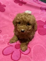 Rose, a female Poodle - Toy  for sale in Pelham, NC – 3 of 3
