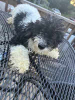 Ava, a male Poodle - Miniature  for sale in Pelham, NC – 4 of 5