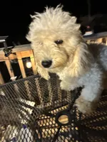 Max, a male Poodle - Miniature  for sale in Pelham, NC – 5 of 5