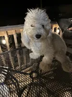 Max, a male Poodle - Miniature  for sale in Pelham, NC – 3 of 5