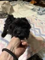 Julia, a  Poodle - Toy  for sale in Pelham, NC – 3 of 4