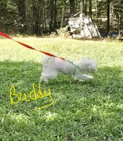 Zinnga boy, a male Maltese for sale in Sallisaw, OK – 1 of 1