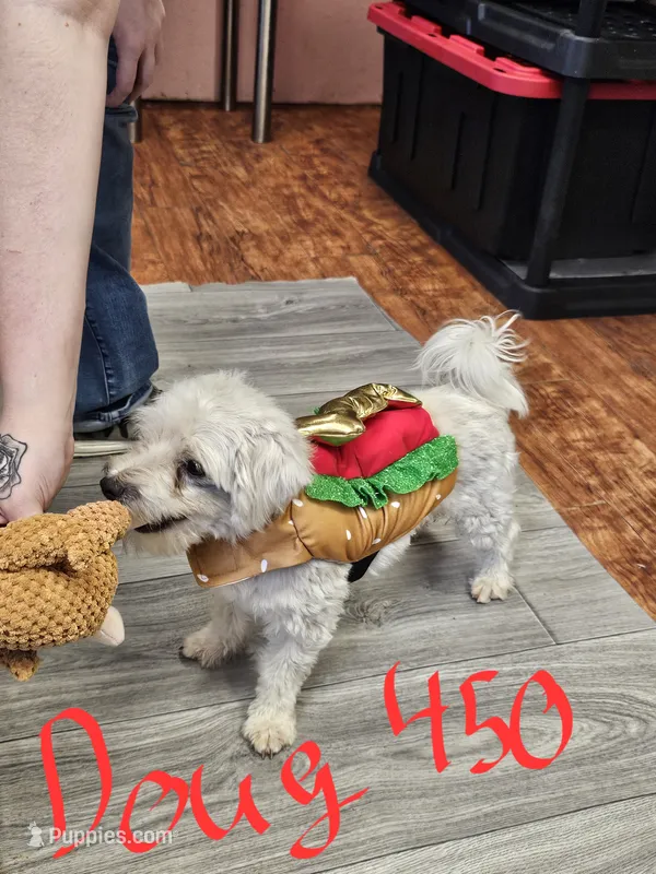 Doug – Maltese puppy for sale in Sallisaw, OK