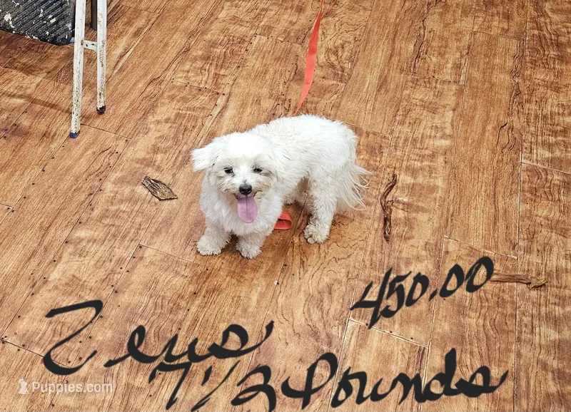 Zeus – Maltese puppy for sale in Sallisaw, OK