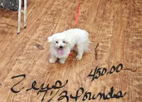 Zeus, a male Maltese for sale in Sallisaw, OK – 1 of 1
